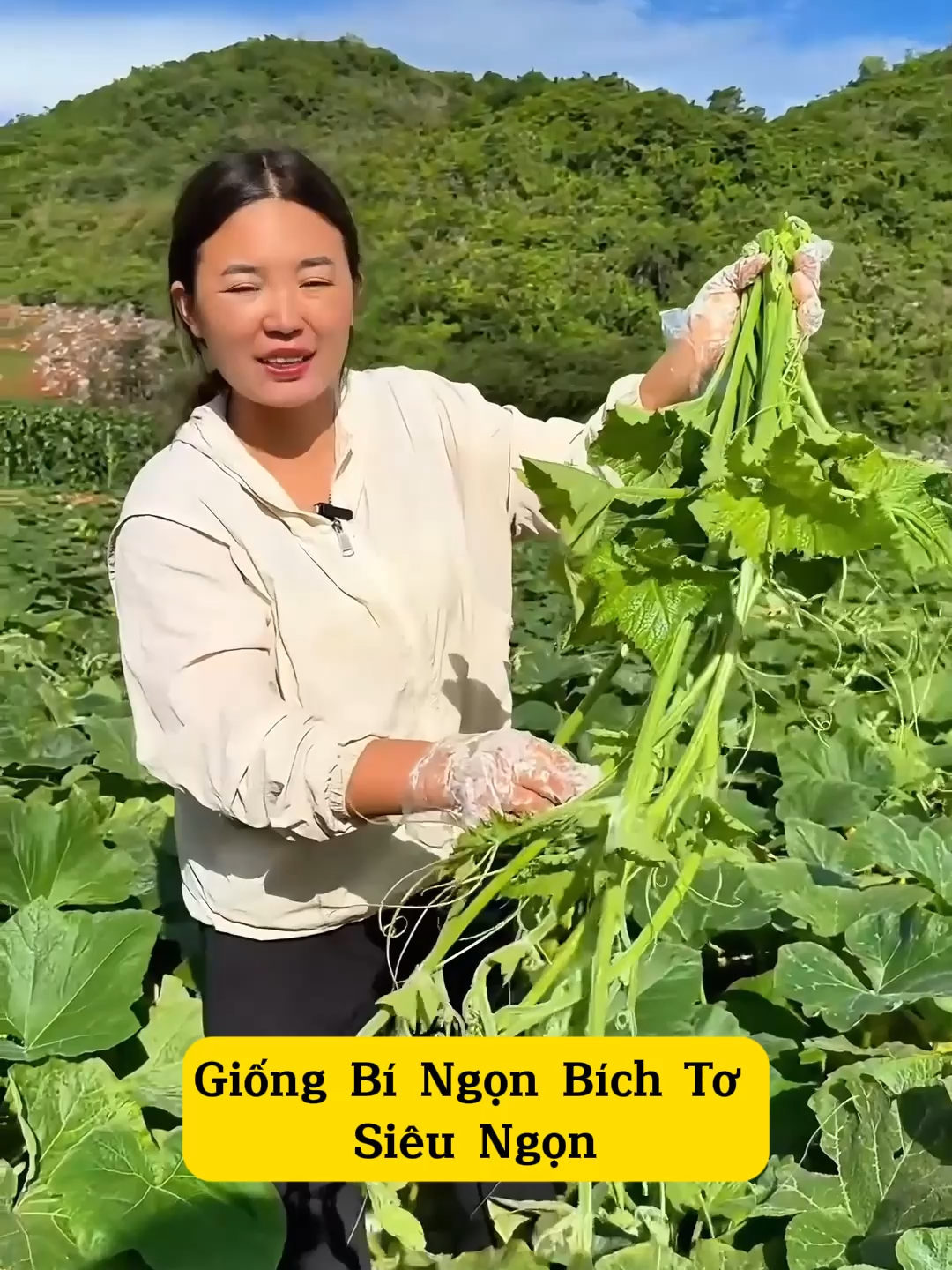 Bí thường ăn nhiều rồi nhưng bí ngọn bích tơ dài, mập ú, thân mềm, giòn ngọt các bác thử chưa ạ