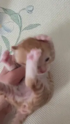 🥰🥰#cat #kitty #catlover #kittensoftiktok #kitten #fyp 