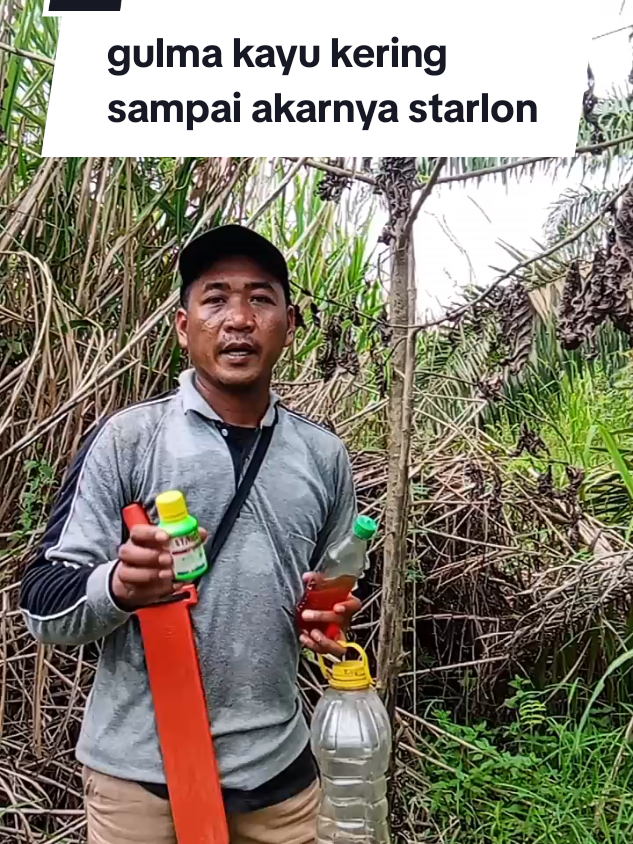 starlon pembasmi gulma kayu dikebun#starlonracunkayu #starlon #starloncampursolar 
