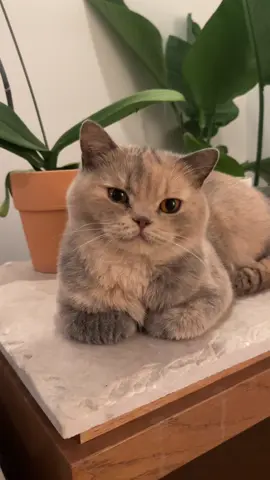 the most perfect girl  #britishshorthair #catsoftiktok 