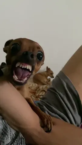 Laguardia M es muy chistoso#paratiiiiiiiiiiiiiiiiiiiiiiiiiiiiiii #fyp #perro #risa #gracioso 