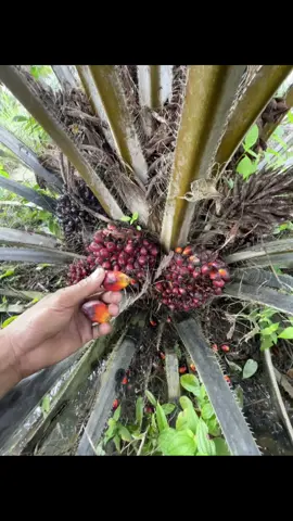 #fypp #petanimuda #petanisawit🌴 #sawit #sawitontiktok 