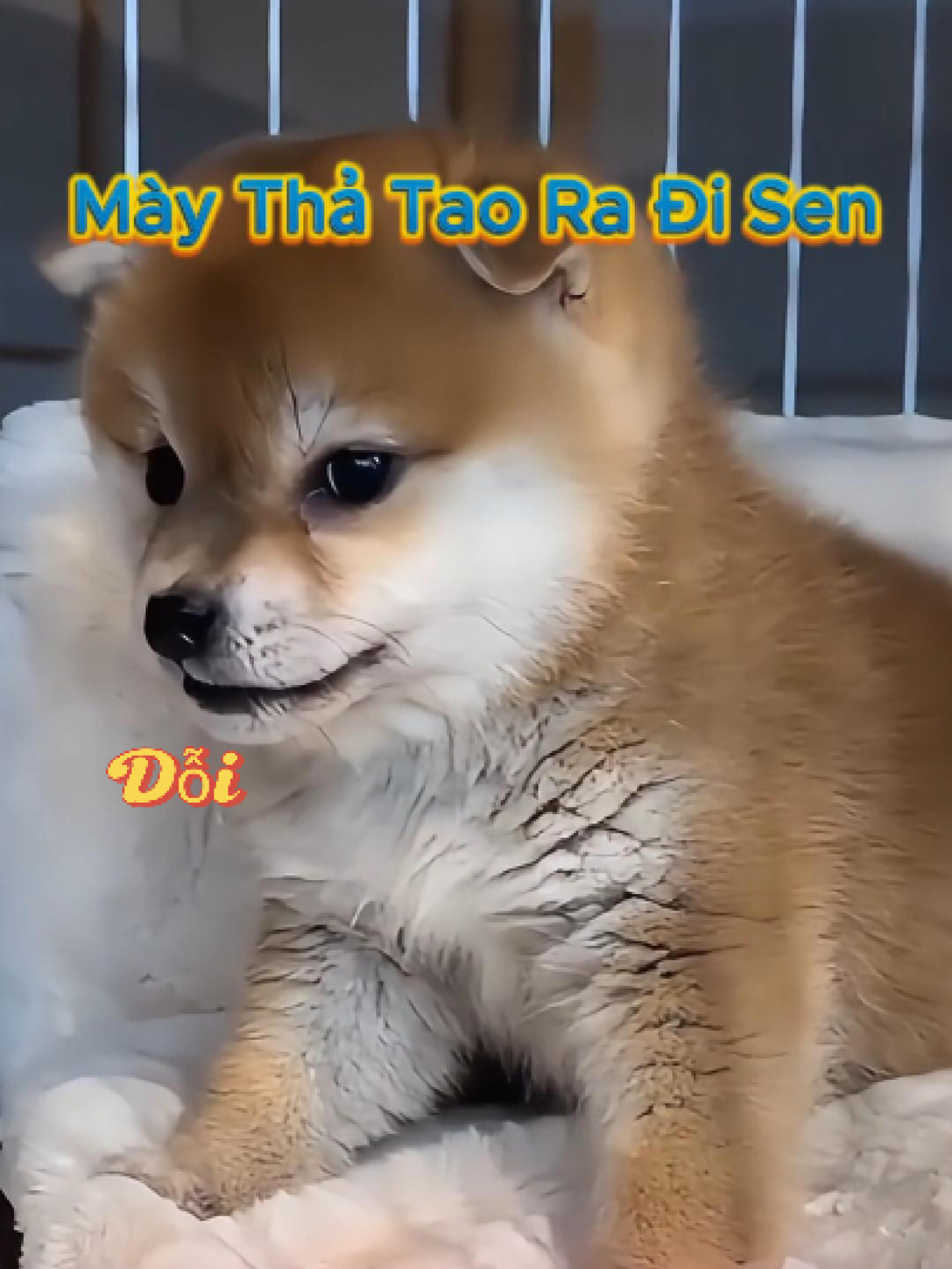 Tiếng chó con sủa “gâu gâu” không chỉ đơn thuần là âm thanh đáng yêu mà còn là cách loài vật bé nhỏ này thể hiện cảm xúc và giao tiếp. Những lúc chó con sủa gâu gâu là khi chúng phấn khích, vui mừng hay đơn giản là muốn chơi đùa. Có lúc, chó con kêu ứ ứ lại biểu hiện sự đói, buồn ngủ hoặc muốn được âu yếm. Nếu bạn từng nghe tiếng chó sủa dữ, chắc hẳn đó là dấu hiệu báo động hoặc cảm giác sợ hãi. Trong khi đó, chó con sủa dễ thương lại khiến nhiều người 