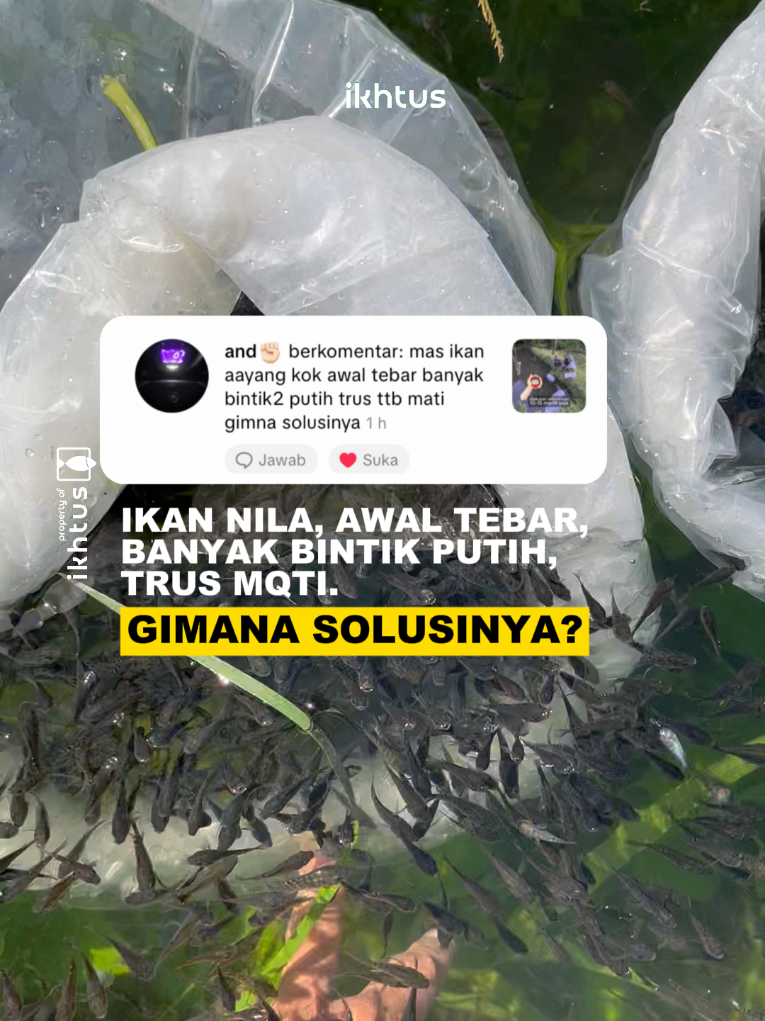 Sedikit solusi bagi yang banyak masalah di awal tebar ikan nila. Probiomax, MaxOil, AquaCure bisa jadi pilihan solusi. Yuk budidaya bareng @bluecore.id @bluecoreofficial #bluecore #kolamtanah #budidayaikan #ikannila #kolam ikan tanah #maxOil #probiomax #AquaCure