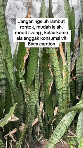 Wajib konsumsi ini kalau jarang terkena sinar matahari, cukup minum 1x sehari untuk meningkatkan kekebalan tubuh biar badan nggak gampang lelah letoy #affiliatemarketing #pejuangrupiah #nutrimax #fyp #fyppppppppppppppppppppppp 