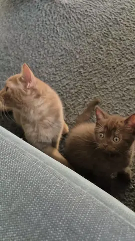 #kitten#baby#loveyou#fyppp#foryoupage❤️❤️ 
