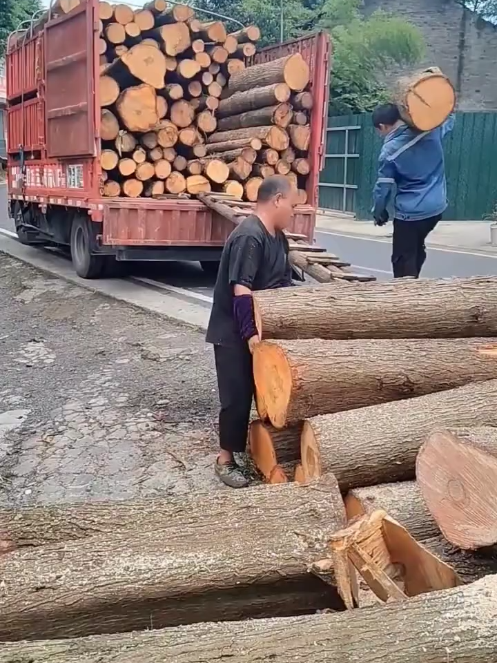 Human loading skills, workers carry wood on their shoulders to load the truck
