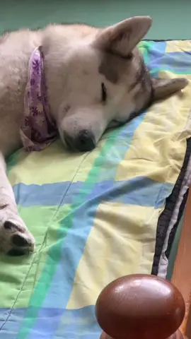 🐩🐾🥰