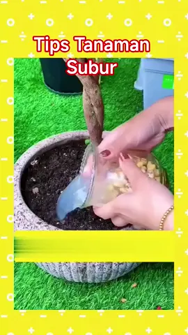 penyubur tanaman#agriculture#perawatantanaman
