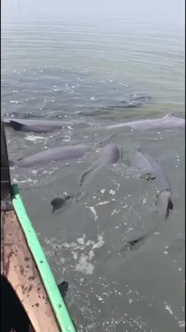 Beberapa ekor lumba-lumba terdampar di area budidaya kerang dara, Desa Silo Baru, Kecamatan Silau Laut Kabupaten Asahan Semoga satwa yang dilindungi ini dapat kembali ke habitatnya dengan selamat. 🐬🌊  Sumber FB : Aldricksyah Siagian #buntupaneadacerita 