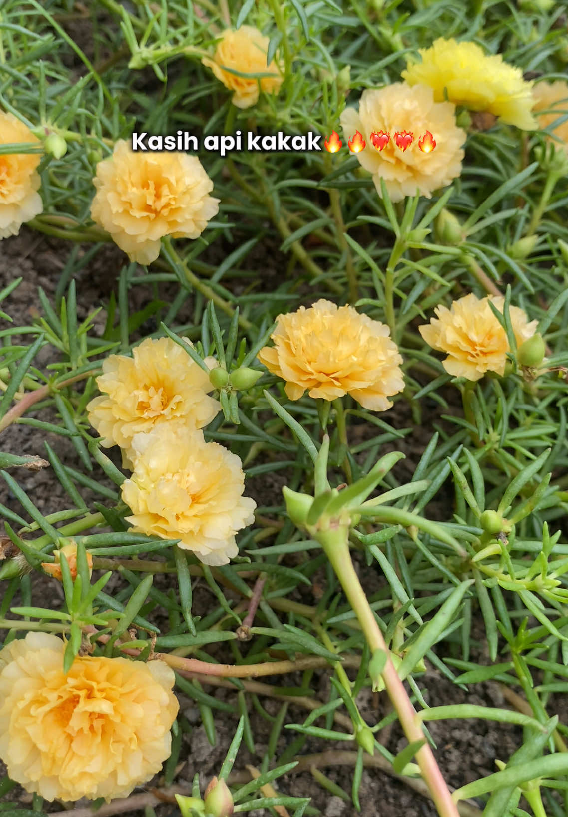 Pelangi pagi hari 🌈 🌈 #krokot #bungahias #bungapukulsembilan 