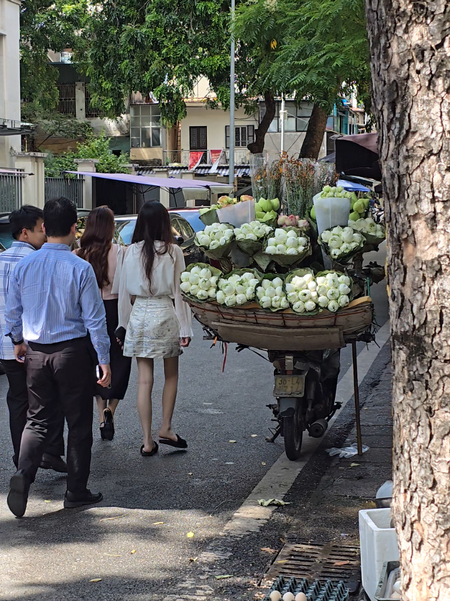 Dù có đi bốn phương trời, lòng vẫn nhớ về Hà Nội... #hanoinews #muathuhanoi  #xuhuongtiktok #chilcungforest 