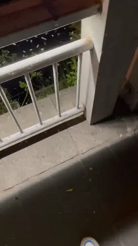 The electric mosquito swatter with enhanced current perfectly eliminates all flying insects.#Electric mosquito swatter#Modified version#Household equipment