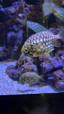 Pineapplefish 🍍🐠 #aquarium #aquariumfish #animaldiary #relaxing #pineapplefish 