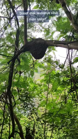 Kebiasaan anak sekolah disini kalau pulang sekolah, biasanya pergi ke hutan mencari kayu bakar untuk membantu orang tuanya.. salut sama anak