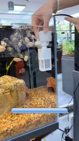 #perlengkapanaquarium #perlengkapanaquariummurah #pompaaquarium #pompaaquariummurah #pompaaquascape 