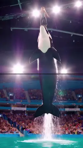 rest in peace jessica who was killed by a lovely dolphinfish#orcas #EmotionalMoment #jessicaaccident