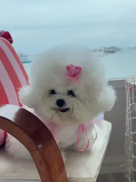 em bé hay cười 😁 #dongvatcutedangyeu #xuhuongtiktok #videoviral #yeuthuongdongvat❤️ #animal 