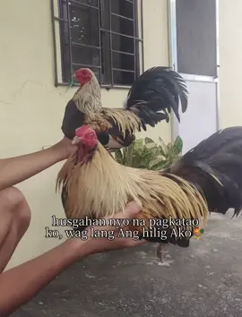 #CapCut #bantameros🐓 #fypシ゚viral #fypppppppppppppppppppppppppppppppppppp #fypp 