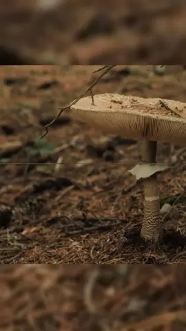 Mushrooms Hunting on the Forest mountain Lake #heavysnow #snowcamping #winter #snowcamp #rain #raining #relaxing #campingvlog #camping #camp #asmr #viral #fyp #hottent #bushcraft #heavyrain #camper #build #survival #shorts