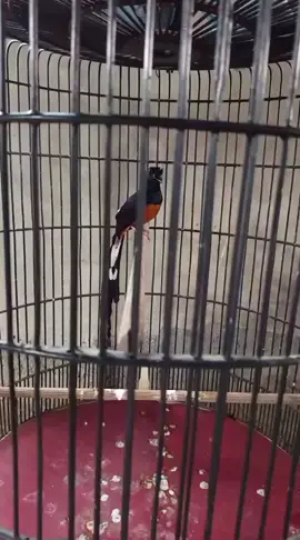 murai batu ekor panjang nembak materi #muraibatu #muraibatuindonesia 