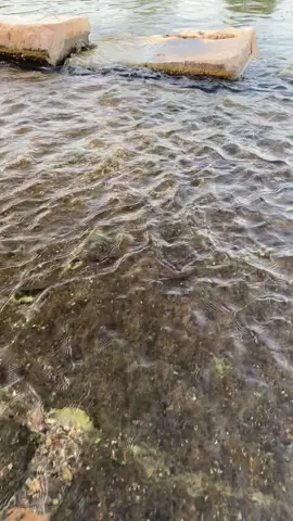 Farımazda deli gönül farımaz…