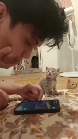 Cat loves its owner. 😻🥰#foryou #tiktok #fyp #cats #Love #cat #pet #fypシ #cat 