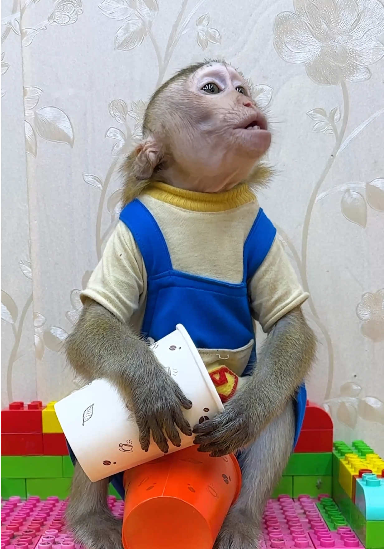 This is the joke of the year, Monkey Nana I think I picked the right one🐒🙉🥰#NANa #fyp #tiktok #monkey #shorts 