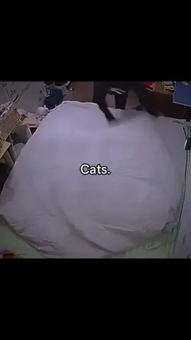 Cats. 
