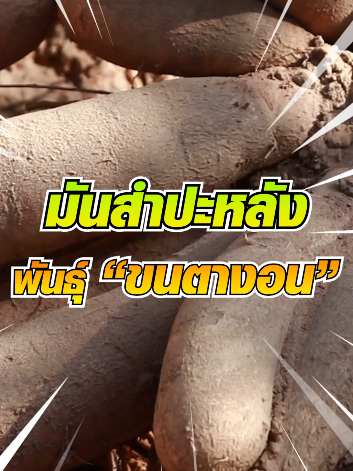มันสำปะหลังพันธุ์ ขนตางอน เป็นยังไง #มันสําปะหลัง #พืชไร่ #เกษตร