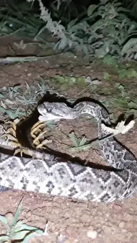 Centipede vs snake #animals #wildlife #fyp 