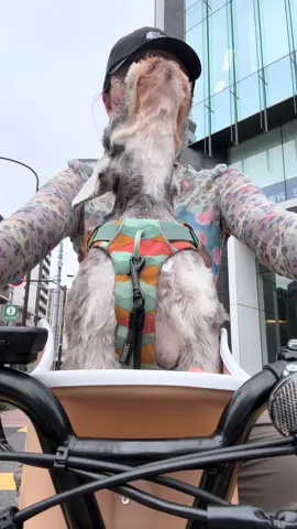 警察さんを応援するゾ！ #シュナウザー #遠吠え #うちのこが可愛すぎる #ペット 