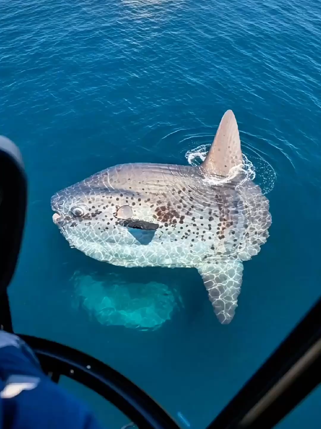 ☀️ Angels of the Deep Answer a Sunfish's Desperate Prayer #MarineLife #Kindness  In the vast, silent blue, a gentle giant drifts, its spirit weighed down by a relentless burden. The magnificent Ocean Sunfish, a creature of quiet wonder, was slowly losing its light, its skin a canvas of suffering from a heavy infestation of parasites. It moved with a sorrowful grace, a silent plea echoing in the deep. But hope travels even to the ocean's quietest corners. Our dedicated team, answering the call of the wild, descended into the blue on a mission of compassion. What followed was a delicate, painstaking effort—a dance of empathy between human and fish. With gentle hands and specialized tools, they worked tirelessly, lifting the weight of affliction from the sunfish's weary body, one parasite at a time. Witness the breathtaking transformation as this incredible creature is given a new beginning. Freed from its suffering, it swims away with renewed vigor, a powerful symbol of resilience and a testament to the profound impact of kindness. A Note on this Video: This video is an artistic representation intended to raise awareness for animal welfare and the challenges faced by marine life. The dramatic scenes depicted are for educational purposes, highlighting the importance of conservation efforts and the intricate relationships within ocean ecosystems. The Ocean Sunfish (Mola mola) is known for carrying a large number of parasites and often basks at the surface to allow seabirds or other fish to clean them. No real animals were involved or harmed in the making of this video. If this story touched your heart, please Like and Share to spread the message of compassion. Subscribe for more emotional wildlife stories! #wildliferescue #animalwelfare #conservation #mola #oceansunfish #animalrescue #deepsea #ocean #marinelife #emotional