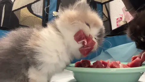 #catlover 