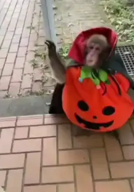 #manki_bananki #monkeys #monkeymemes #monkey 
