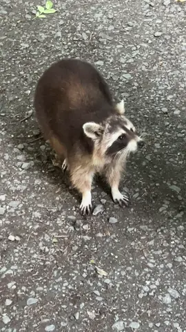 Like wer Angst hat #fyp #tiktokgermany #waschbär #racoon #nature 