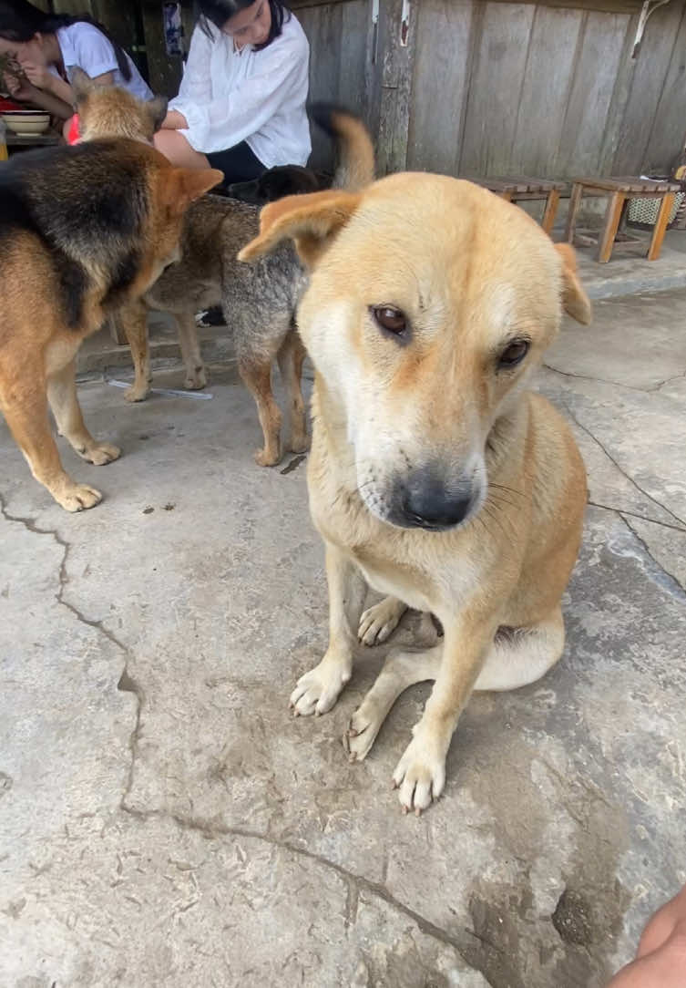 sau này bố sẽ nuôi 1 đàn chó cỏ🐕🐕🐕🐕🐕🐕🐕🐕🐕🐕🐕🐕 #taxua #dog 