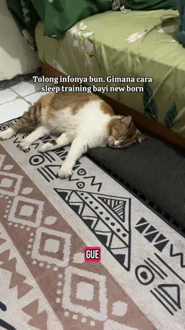 Ngomongnya kudu bisik-bisik takut kebangun 😭🫠  #catsleepingpositions #catsleep #kucingtidurlucu #kucingtidur #kucingoyen #catlover #catsoftiktok #cat #cattok #kucingtiktok #kucinggemoy 