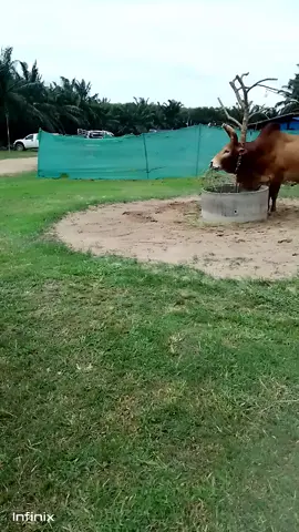 #ลายสองภาษาสิงห์เขาค่าย #ค่ายโคสิงห์เขาค่าย #พระแสงสุราษฎร์ธานี #ฟีดดดシ #อย่าปิดการมองเห็น 