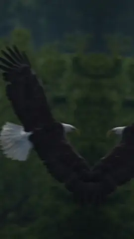 #CapCut 🎶😎🦅🎶 #كسبلور #قالب_جاهز_فخم_ #قونيا________________قونيا😌💙 #تصميم_فيديوهات🎶🎤🎬 