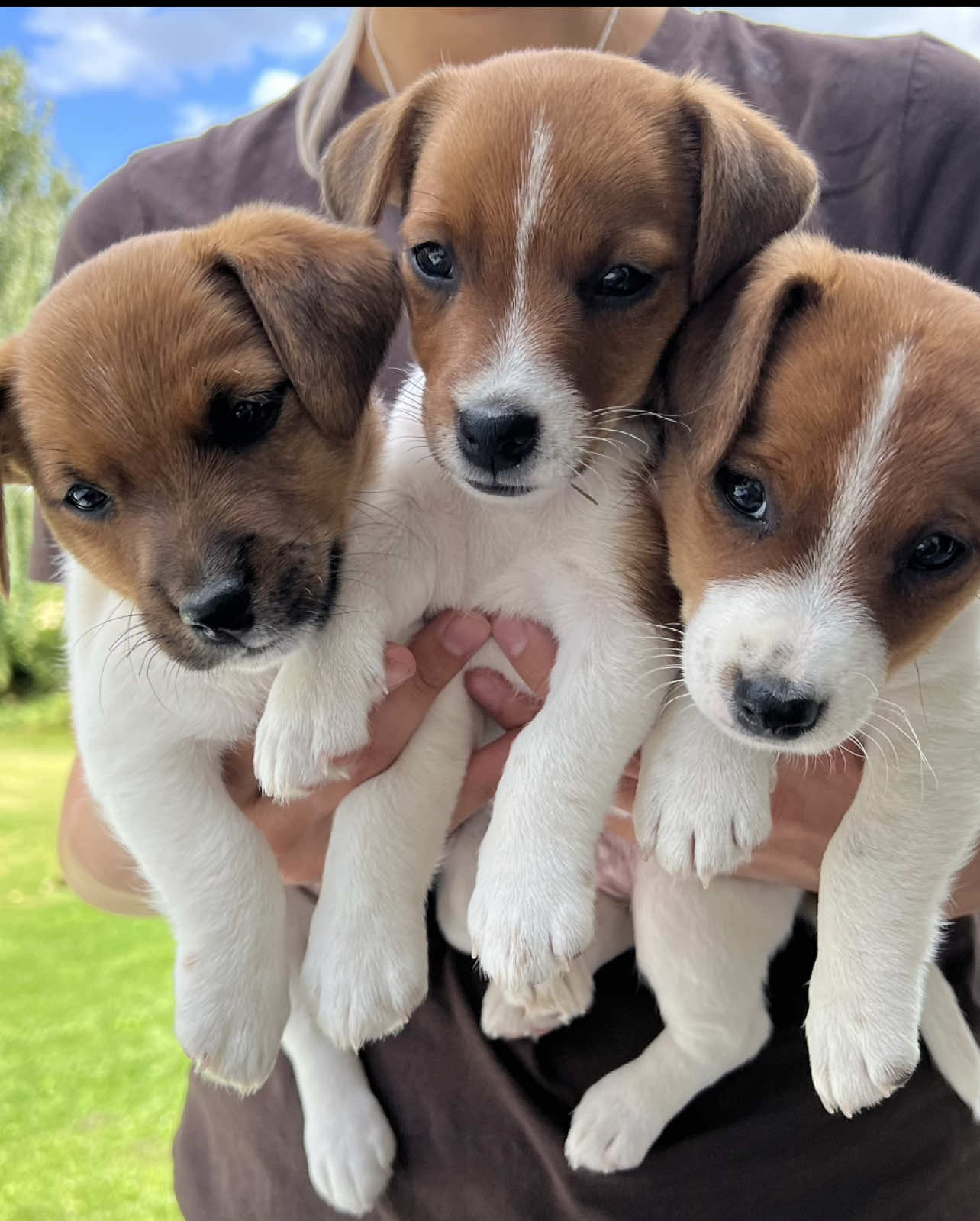 Time flies, these cuties are 8 weeks this Friday🥺🥺 Still 3 of them needs a new family🫶🏻 #pupies #jackrussellterrier #cutedog #Love  