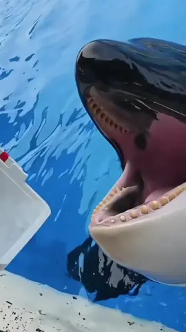#orcas #trending #foryoupage #orcas #trending 