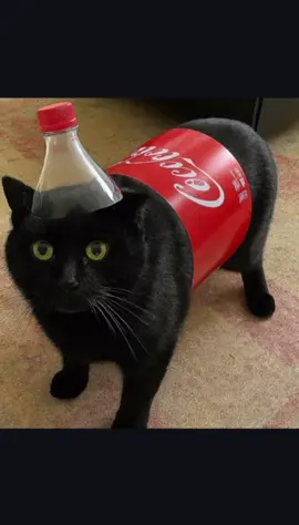 Cat meme for you #memestiktok #foryoupagе #viral #foryou #cat 