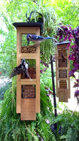 Bring the entertainment to your backyard with a handcrafted cedar bird feeder from BirdyBuffet.com #birdybuffet #handmade #birdfeeder #birdwatching 