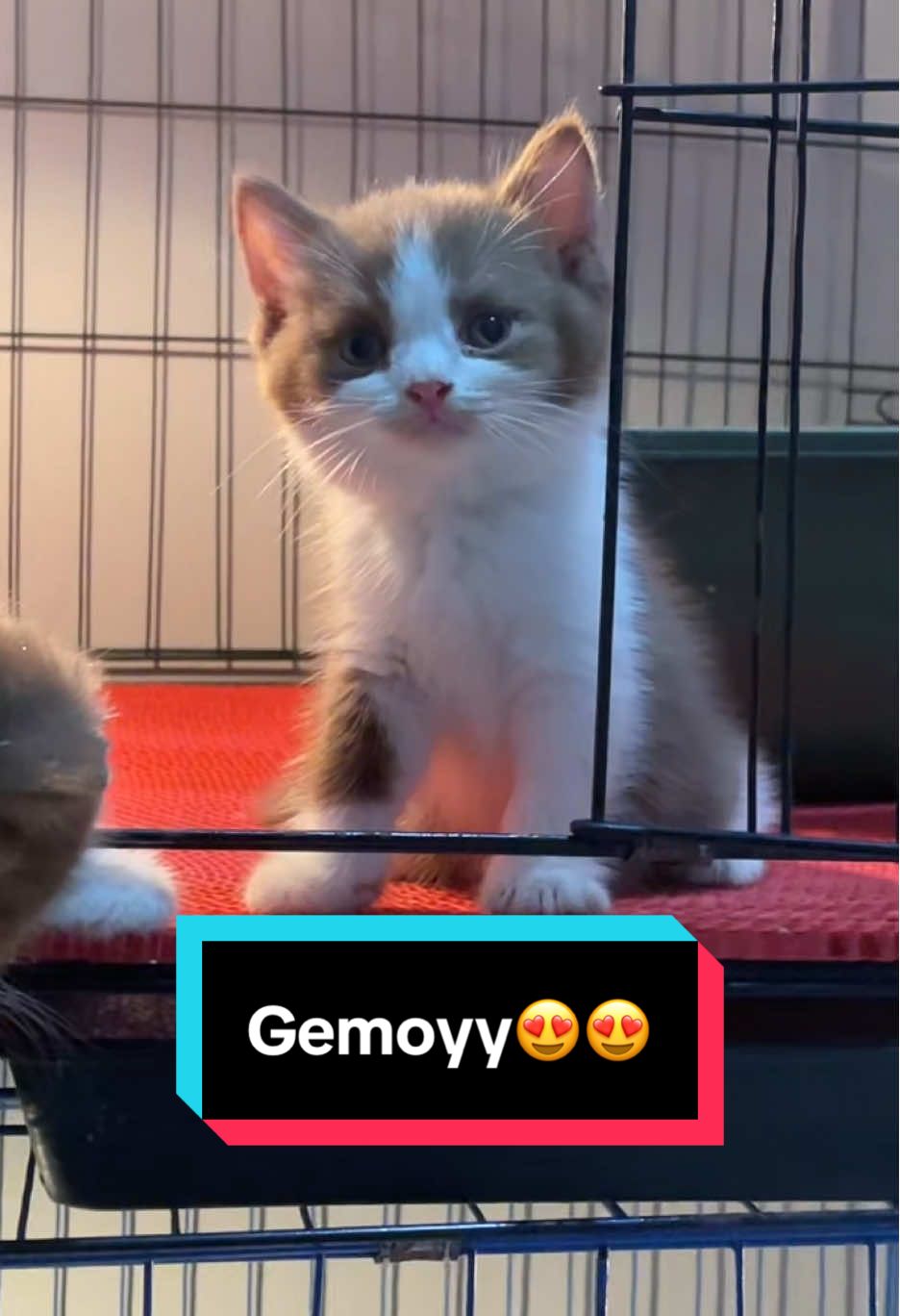 Pose cantik🥰🥰 #bshkitten #bshcat #britishshorthair #kucingbsh #kucinglucu 