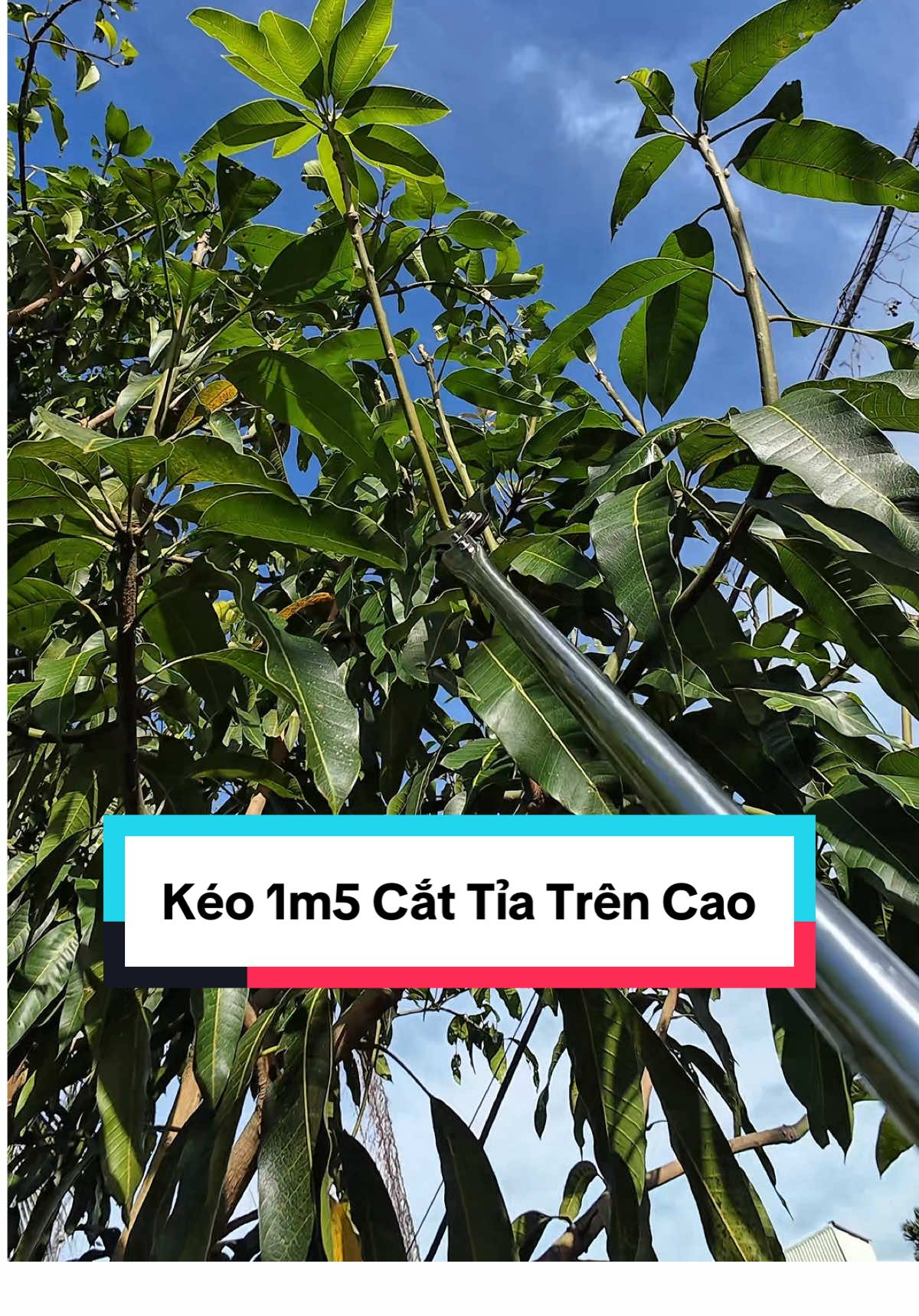 Kéo Cắt Tỉa Cành Trên Cao 1.5m – Lưỡi Thép SK5 Độ Cứng Cao, Cắt Cây, Tỉa Cành, Hái Trái Trên Cao Tiện Lợi, An Toàn #keocattia  #keocattiacanhcay  #dungculamvuon  #dungcucaycanh #lamvuon
