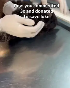 This beauty is in pain and barely breathing!!  (SWIPE ➡️ for X-ray & more critical video of his state) Luke was run over by a car few day’s ago and no one helped! His wounds got infected bad! His Jaw is broken is 2 different places, and his soft palate is broken but we can’t know the severity before he stabilizes! But he stopped eating, and drinking water! He will need IV fluid, we started with blood test (CBC + Biochemistry)  He is not stable and we need your help!! His treatment will not be cheap at all! Please share🙏🏻 & donate any amount you can❤️ 1st estimated treatment: 280$ 1 week at the hospital (7 days *30$) Cbc test 20$ Bio test 30$ X-ray 20$ Link in bio for donations or contact us to guide you on other ways to donate 🙏🏻 Pray for Luke🙏🏻 #petstiktok #catsoftiktok #catrescue #rescuekittens 