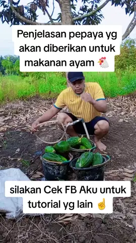 Menjawab Pertanyaan Pemberian Pakan Ayam Kampung Murah Mudah Berkualitas Tingggiiiii ☝️  buah pepaya ☝️  #anakpetani #orangkampung #kebunbuahbuahan #ayamkampung #makanayam 