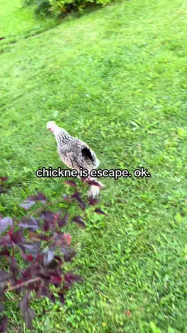 #chickne #ok #chicken #okchicken 