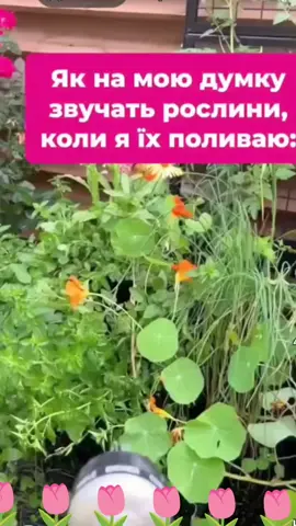 як на мою думку звучать рослини коли я їх поливаю#💮🌷